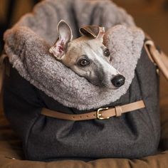 a dog is sitting in a bag with his head sticking out from it's side