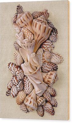 several seashells are arranged together on the sand