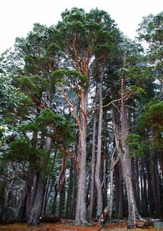 the tall trees in the forest are very large and have no leaves on them,