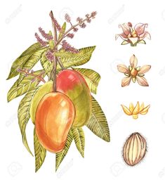 an illustration of peaches and flowers with leaves on a white background stock photo - 789