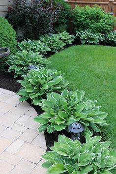 a garden filled with lots of green plants next to a lush green lawn and shrubbery