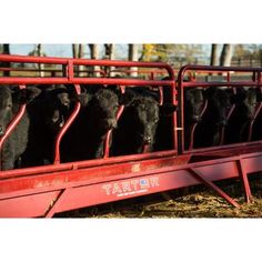 cows are lined up in the back of a red trailer with bars on each side