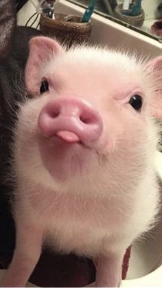 a small pig sitting on top of a bathroom sink next to a faucet