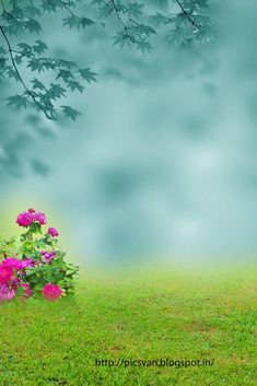 a green field with pink flowers in the foreground