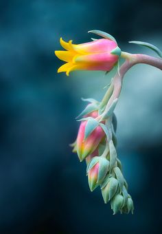 a flower bud with yellow and pink flowers on it's end, in front of a dark blue background