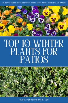 Article about the 10 best winter plants for patios, ideal for enhancing your outdoor space during the cold season.

Winter plants for patios, Winter plants, Winter garden, Winter