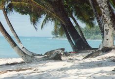 there are palm trees on the beach and one is laying in the sand under it