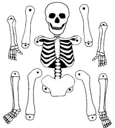 the skeleton is shown in four different positions, including one for each arm and two for the