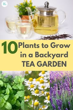 pot of tea and plants - mint, chamomile and lavender with title "10 plants to grow in a backyard tea garden" Medical Garden, Easy Outdoor Projects, Growing Tea, Green Tea Plant, Best Herbs To Grow, Medicine Garden, Garden At Home