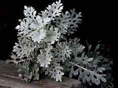 a bunch of white flowers sitting on top of a piece of wood