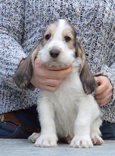 a person holding a small puppy in their hands