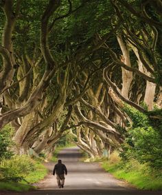 a man walks down a road lined with trees that look like they have been turned into dark hedges