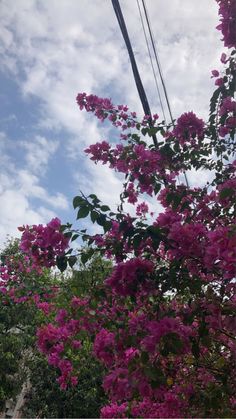 purple flowers are blooming on the branches of trees and in front of a blue sky with wispy clouds