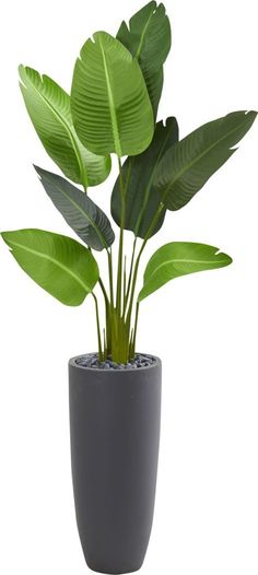 a potted plant with large green leaves in it's centerpiece, on a white background