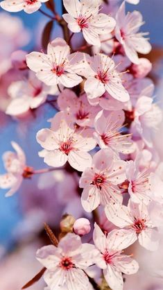 some pink flowers are blooming on a tree