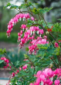 pink flowers are blooming in the garden