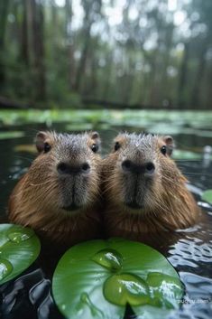 two beavers are in the water with lily pads on the bottom and one is looking at the camera