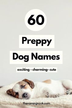 a dog laying on top of a blanket with the words, 60 prepy dog names