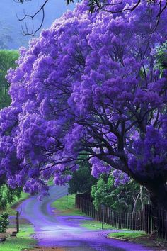 the road is lined with purple flowers and trees