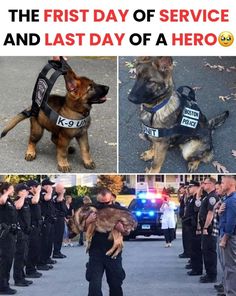 the first day of service and last day of a hero is now on patrol police dogs