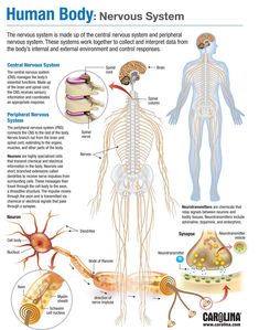 the human body nervous system is shown in this diagram, and shows its major functions