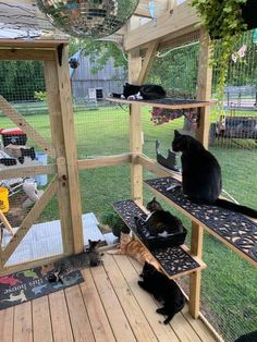 several cats sitting on top of wooden shelves in a yard with a disco ball hanging from the ceiling