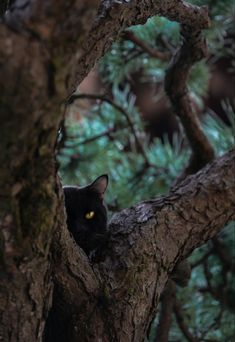 a black cat sitting in the branches of a pine tree looking out from behind it