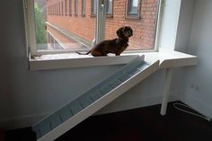 a small dog sitting on top of a window sill