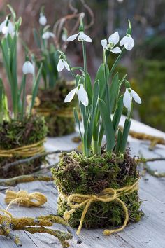 some white flowers are growing out of moss on a wooden table with yellow rope around them