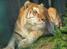 a tiger laying down in the grass next to a chain link fence with its eyes closed