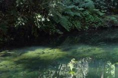 the water is very clear and green in this area with trees on both sides, and plants growing all around it