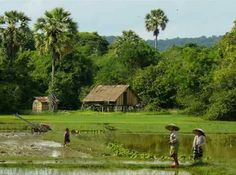 two people are standing in the middle of a swampy area with palm trees behind them