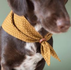 a brown and white dog wearing a yellow bandana