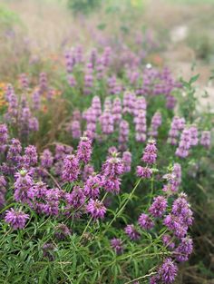 some purple flowers are growing in the grass