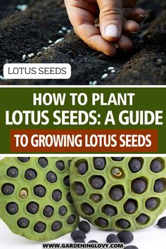 how to plant lotus seeds a guide to growing lotus seeds