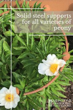 two white flowers with the words, sold steel supports for all varieties of peony