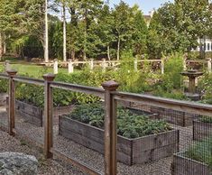 an outdoor vegetable garden with lots of plants and trees in the background, surrounded by rocks