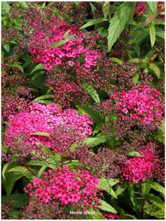 pink flowers are blooming in the green leaves and shrubbery, with bright green leaves