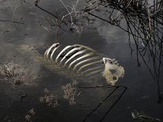 a skeleton is submerged in the water