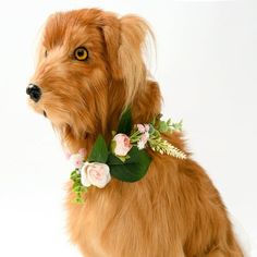 a brown dog wearing a flower collar