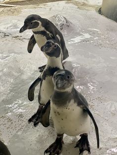 three penguins are standing in the water together