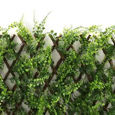 a green plant growing on the side of a wall next to a wooden trellis