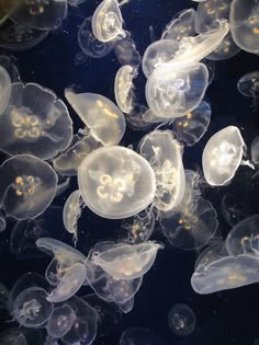 many jellyfish are swimming in the water