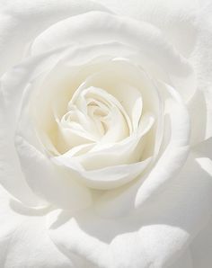 a white rose is shown in close up