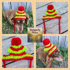 three pictures of a dog wearing a hat with pom poms on it's head