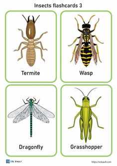 insects flashcards Photos Of Insects, Bug Identification, Bug Cartoon, Farm Animals Preschool, Animals Preschool