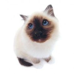 a siamese cat with blue eyes looking up at the camera on a white background