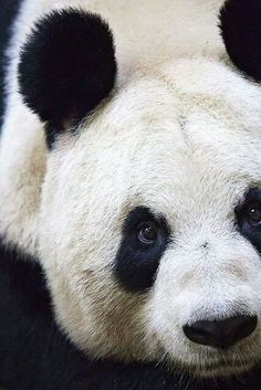 a black and white panda bear laying on the ground