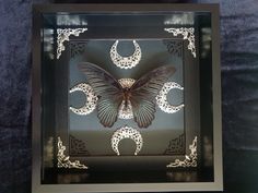 a butterfly is sitting in a shadow box