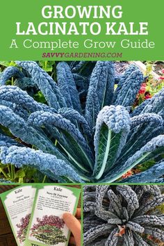 Garden Kale. With Text Reading: How to Grow Lacinato Kale. Types Of Kale, Growing Kale, Planting Garlic, Growing Cucumbers